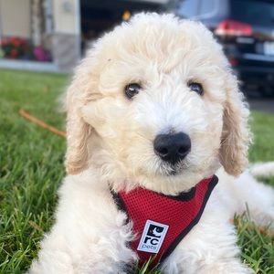 Meet your Posher, Alayna